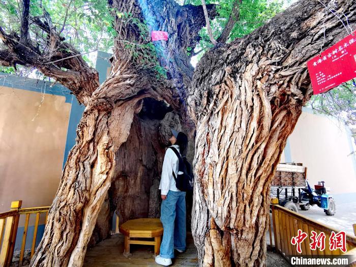 青海海東市阿河灘地質(zhì)文化村：古樹新枝、丹山碧水