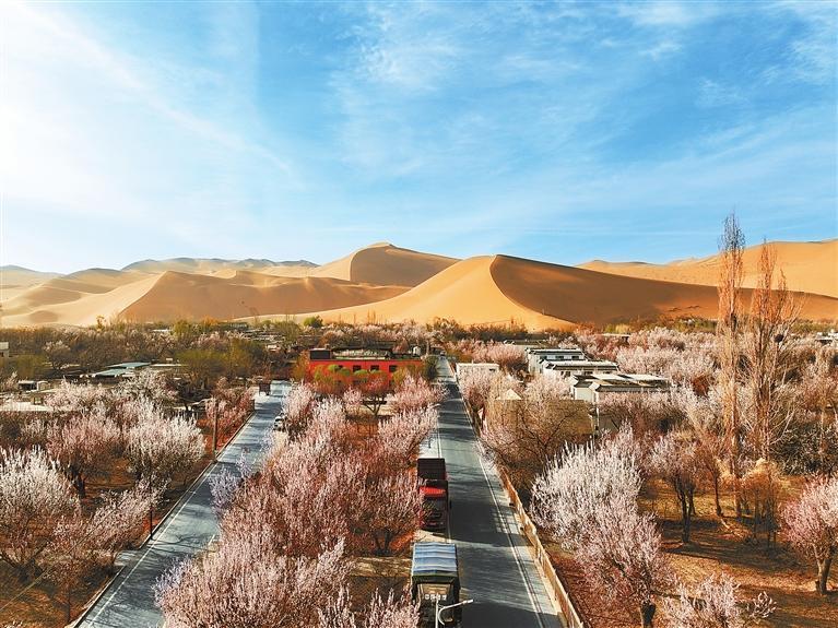 近日，敦煌鳴沙山下的李廣杏杏花陸續(xù)開放，美如畫卷。新甘肅·甘肅日?qǐng)?bào)通訊員　張曉亮