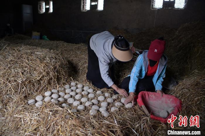酒曲成型之后入曲房，入室之前要灑水，再鋪青稞草，防止曲塊的水分被吸走，曲房內(nèi)有通風(fēng)道、窗戶、暖氣、電熱爐等各種控制曲房溫度的設(shè)備。圖為5月10日，工作人員將成型的曲塊搬運到曲房。九美旦增　攝