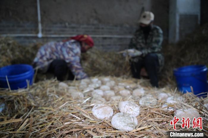 酒曲從曲坯入房培養(yǎng)到培養(yǎng)結(jié)束，整個培養(yǎng)周期控制在4至8天，曲坯的要求光滑，軟硬適宜，手按曲坯不松散，結(jié)實，薄厚一致。圖為5月10日，工作人員準(zhǔn)備將培養(yǎng)好的曲坯拿到外面晾曬。九美旦增　攝