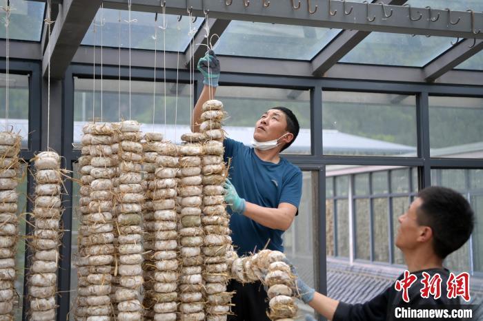 圖為5月10日，工作人員將用青稞面和青稞草等制成的曲坯用繩子串起來晾曬。九美旦增　攝
