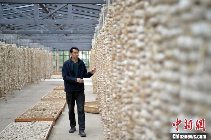 圖為5月10日，工作人員檢查晾曬的曲胚。九美旦增　攝