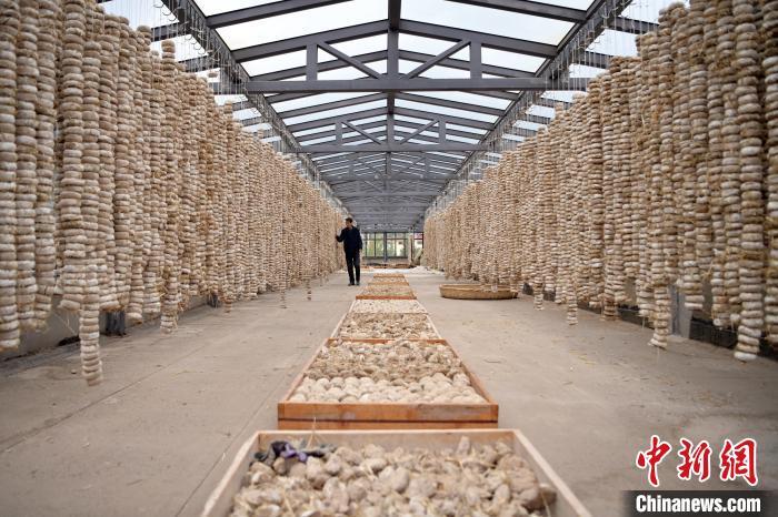 圖為5月10日，工作人員檢查晾曬的曲胚。九美旦增　攝