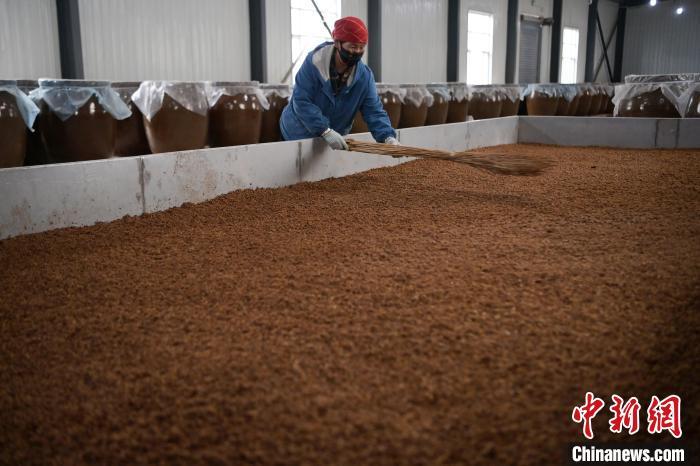 圖為5月10日，工作人員整理鋪撒的酒醅。九美旦增　攝