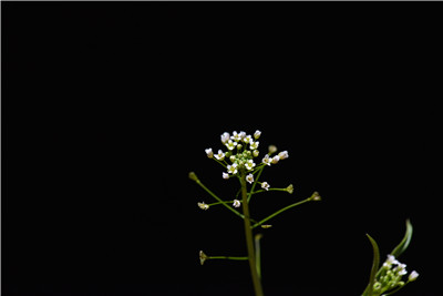 1736155123732294.jpg DSC_3639.JPG