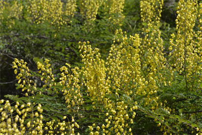 1741593277291772.jpg 云實(shí) (1).JPG