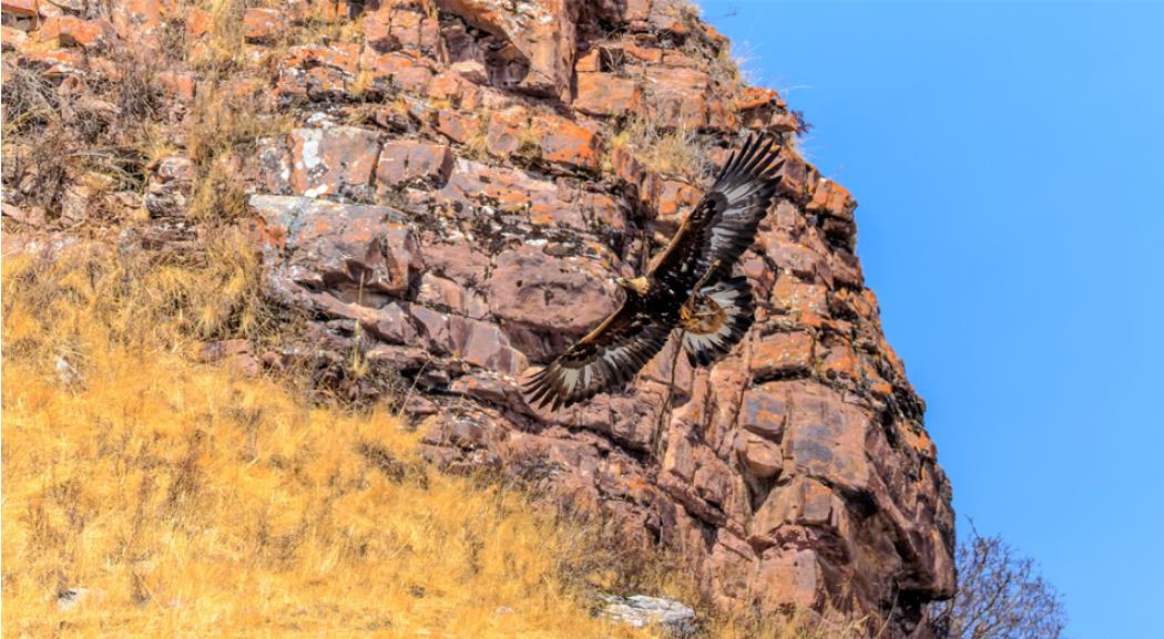 祁連山肅南段成野生動物樂園
